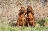SETTER IRLANDAIS 292
